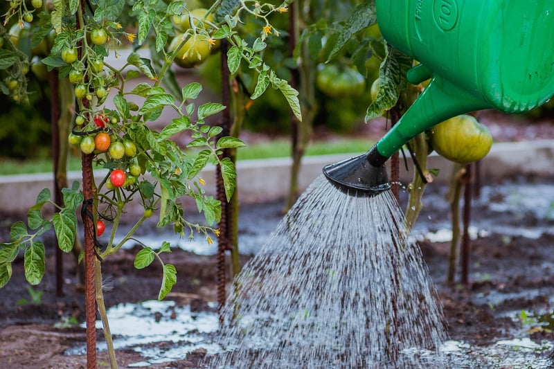 Watering Can in Garden